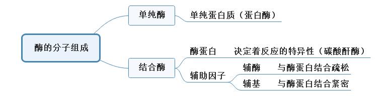 酶的分子組成.jpg