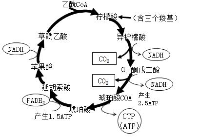 2022年临床助理医师综合考试三羧酸循环思维导图